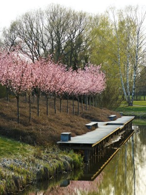 Rosablommande bergkörsbär gör vandringen längs Åpromenaden till en minnesvärd upplevelse i början av april. Våren är huvudsakligen de vedartade växternas och lökarnas tid i Enköping medan merparten av perennerna blommar från högsommaren och framåt.