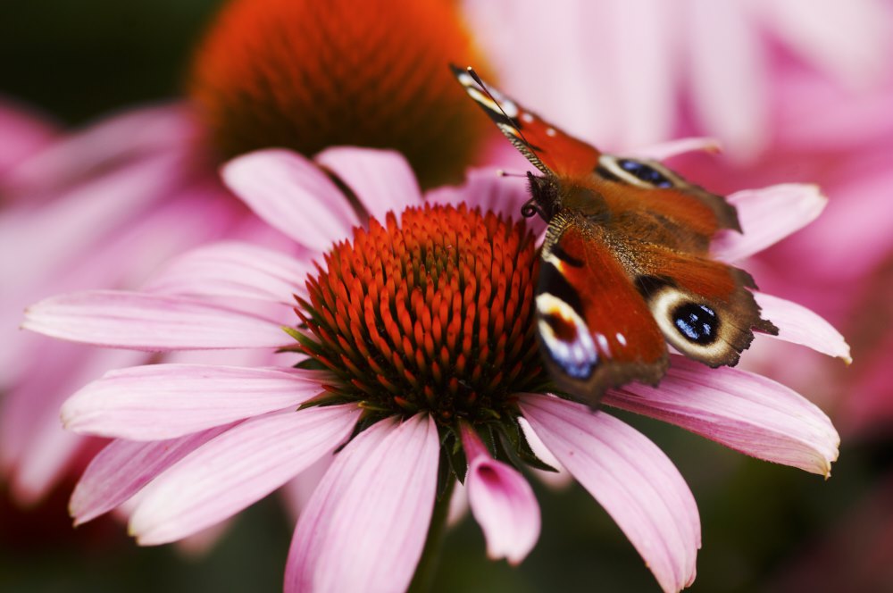 Röd rudbeckia ’Magnus’ är en riktig fjärilslockare. Den finns i många exemplar och även i vita sorter i Enköpings parker som kan ståta med flera hundra olika sorters perenner. En rik inspirationskälla att ösa ur för alla som vill göra sin trädgård vackrare.