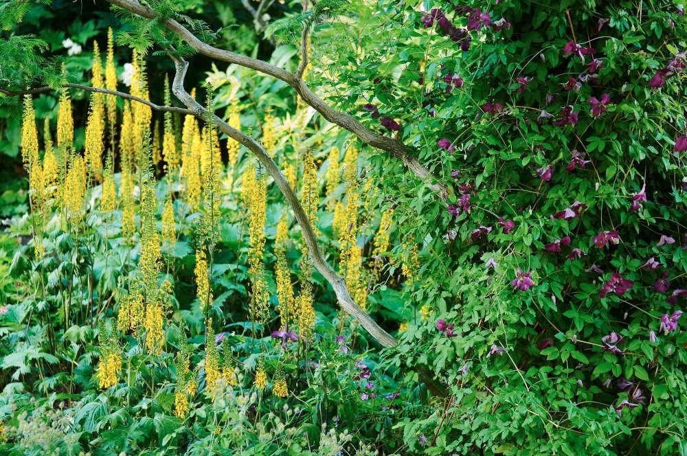 Under den kinesiska sekvojans, Metasequoia glyptostroboides,  knotiga grenverk alldeles vid ån i Klosterparken sträcker gullstavarna Ligularia sina gyllengula spiror mot himlen. Gullstavens vertikala form framhävs av kontrasten gentemot de grövre grenarnas vridna, nästan horisontella uttryck. Det hela accentueras av viticella-klematisens Clematis 'Södertälje' flata lila blommor som mjukt klär in trädstammen. 