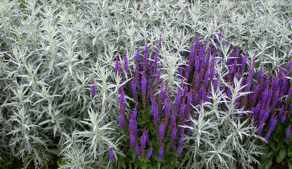 Vitmalört, Artemisia ludoviciana ’Silver Queen’ och Stäppsalvia