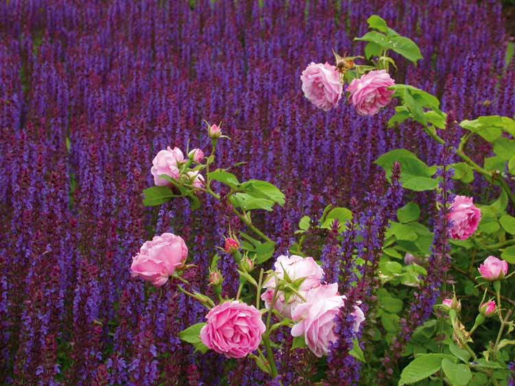 Ett sammanhängande fält med blå salvia i en klassiskt romanistisk kombination med rosa rosor