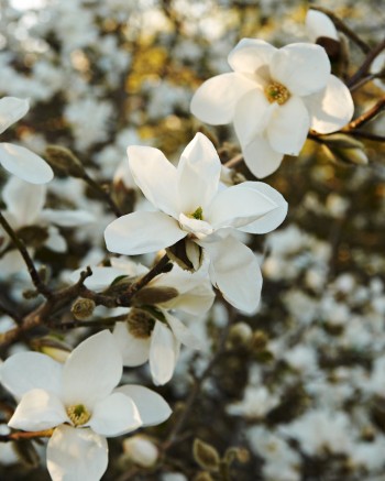 Japansk magnolia, Magnolia kobus 'Norman Gould'