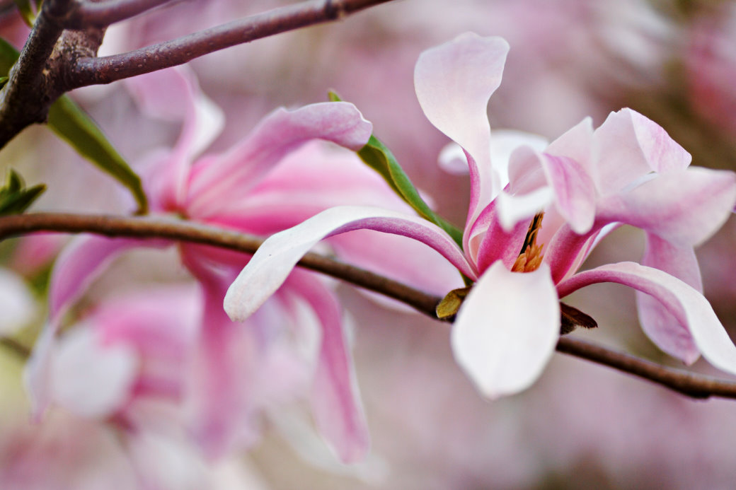 Hybridmagnolia, Magnolia × loebneri ’Leonard Messel’