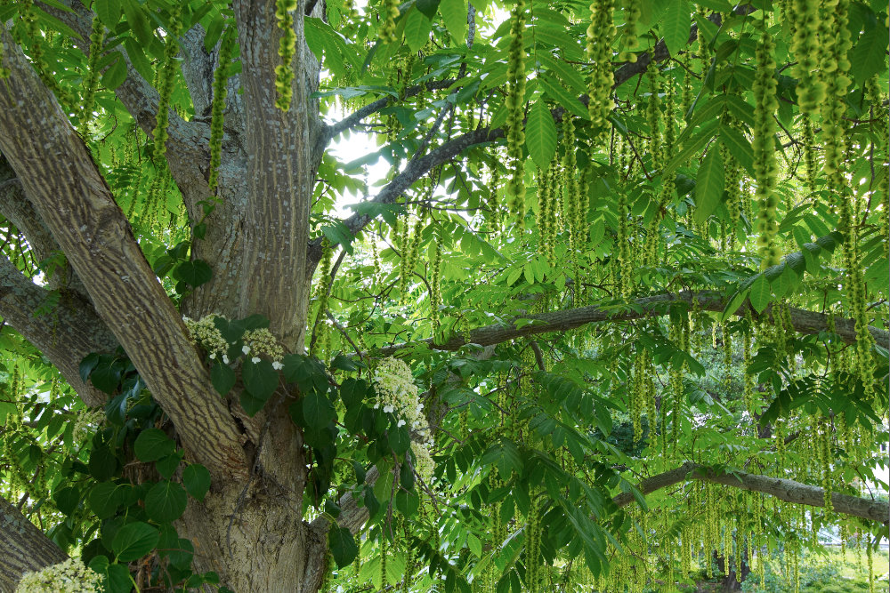 Kaukasisk vingnöt, Pterocarya fraxinifolia