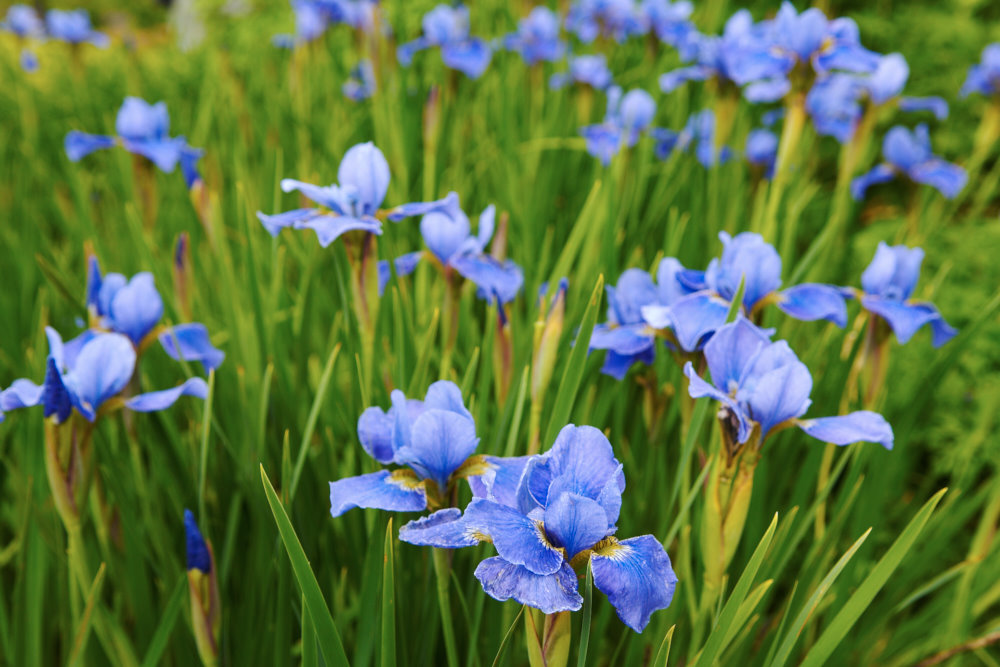 Rabattiris, Iris ’Silver Edge’ som blommar bedårande i blått under juni. Irisar får effektfulla linjära blad. Vill växa i sol och blir ca 70 cm hög. Mycket härdig. C/c-avstånd: 35 cm. Blå trädgård.