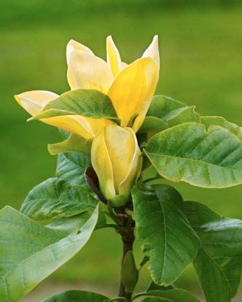Brooklynmagnolia, Magnolia × brooklynensis 'Yellow Bird'