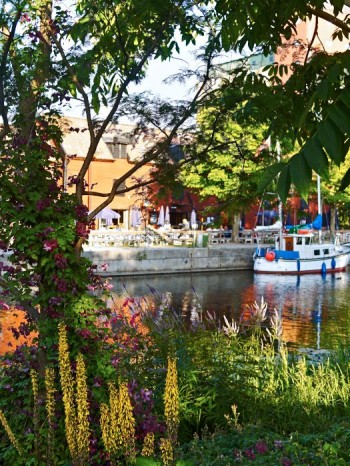 Högsommar i Klosterparken med blommande gullstav och viticella-klematis ’Södertälje’ längs strandpromenaden.