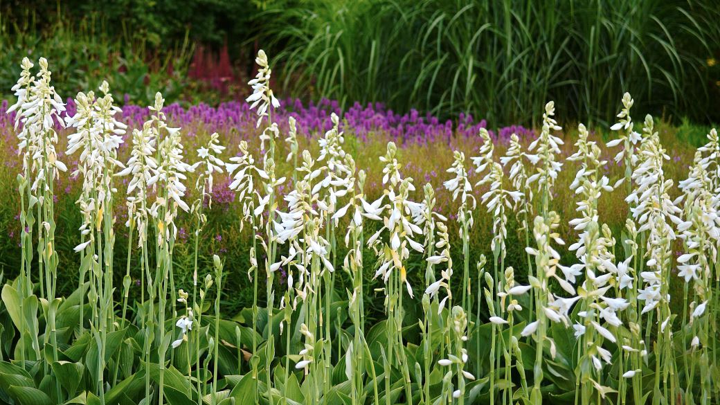 Funkian, Hosta ‘White Triumphator’, är en utmärkt perenn långt fram i rabatten. Den blommar i vitt relativt sent, i slutet på juli. Innan är den låg med snyggt bladverk. Mellan blomstänglarna, som kan bli upp till 1,2 m höga, finns en hel del mellanrum, det skapas en transparent effekt så att man ser bakomvarande växter.