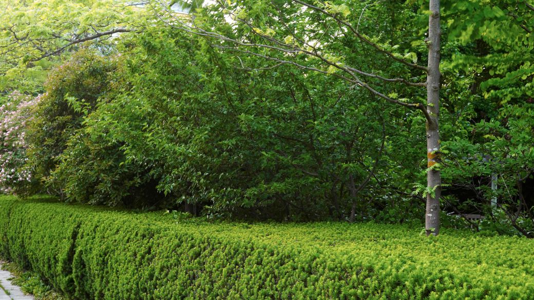 Att som vägg omge sin trädgård med en häck är ofta det mest attraktiva alternativet. En idegranshäck är grön året om och är lätt att hålla vacker även när den skuggas. I häcken kan kronträd sticka upp och skapa tak, i bilden syns stammen av ett korstörne, Gleditsia triacanthos 'Skyline'. Den har en öppen krona och är ett medvetet val för att inte få för djup skugga inne i parken. Buskar strax innanför häcken bildar ett extra skyddande lager mot omgivningen. Här i Fridegårdsparken bidrar det starkt till att man i känner sig omsluten, som i en annan värld.