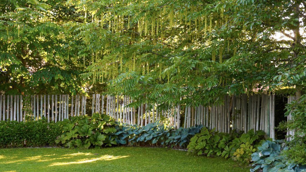 Väggar runt trädgården kan man skapa av lite av varje. I Blombergs park sluts det öppna området in av en palissad av trä. Vid dess fot har gröna, storbladiga och skuggföredragande växter planterats, som daggfunkia, Hosta sieboldiana 'Elegans' och bronsrodgersia, Rodgersia podophylla. Flera träd vid palissaden fungerar som tak, i bilden dominerar kaukasisk vingnöt, Pterocarya fraxinifolia med sitt vackra takbildande grenverk.