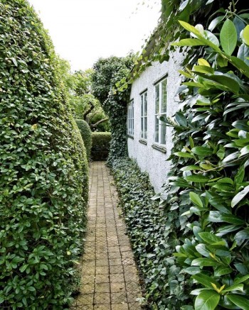 Klätterväxter och en välansad marktäckare, skuggröna, Pachysandra terminalis, invid väggen gör att hus och trädgård bildar en enhet. Gunnar Martinssons trädgård på Ven i Skåne.