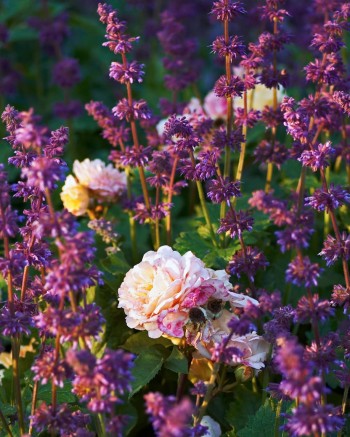 Kranssalvia, Salvia verticillata ‘Purple Rain’, och rugosarosen Rosa ‘Agnes’