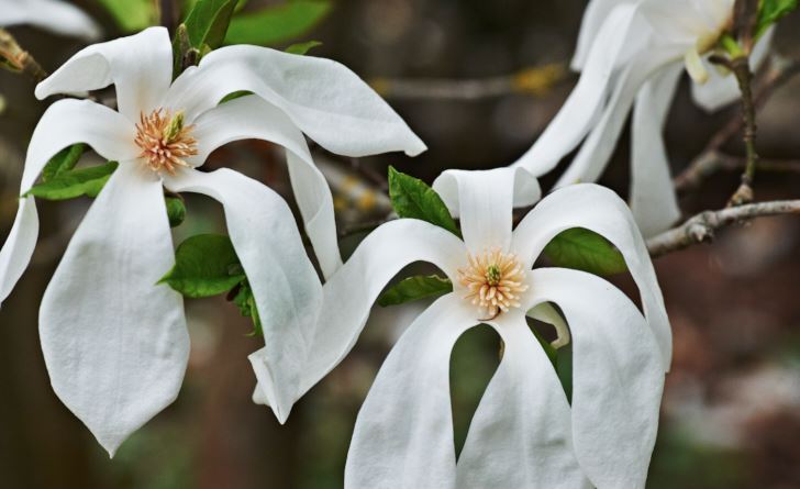  pilbladsmagnolia, Magnolia salicifolia 'Wada's Memory'