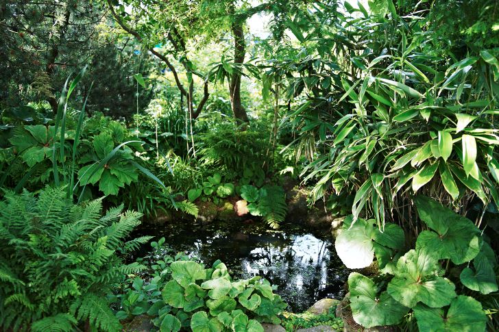 Som en vattenhål i bushen uppfattas dammen. Stilmässigt perfekt bland buskar och perenner. Här syns ormbunkar, klippstånds och storbladig palmbladsbambu.