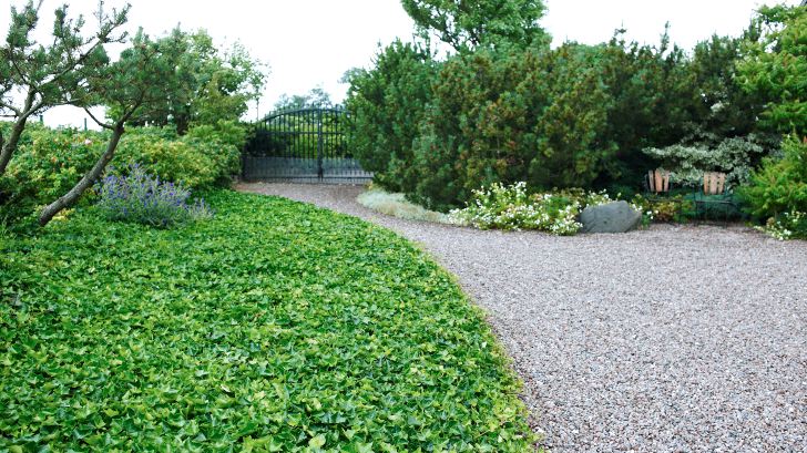 Innanför porten till den klassiska grusgården i väster. Vresrosor och enstaka tallar skyddar mot vind. Murgrönetäcket ger grön kontrast.