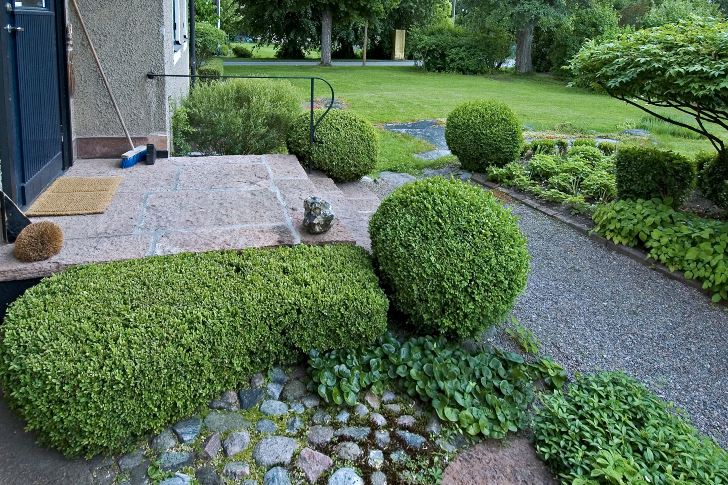 Likt en upphöjd tät matta breder den välklippta buxbomen ut sig vid sidan om trappavsatsen hos Barbro Sörman på Lidingö. Trappavsatsen upplevs som bredare och får starkare bindning till trädgården.