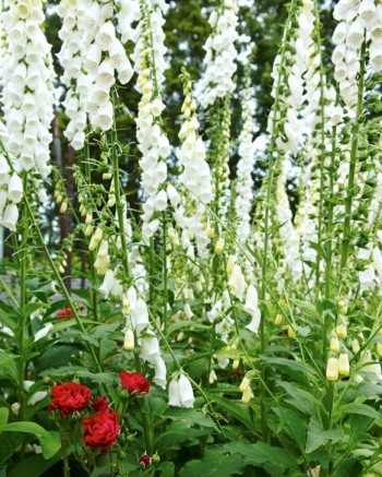 Röda rosor och vita fingerborgsblommor fungerar också i den romantiska trädgården. Rosen heter ’Alain’ och kan användas upp till Mellannorrland.