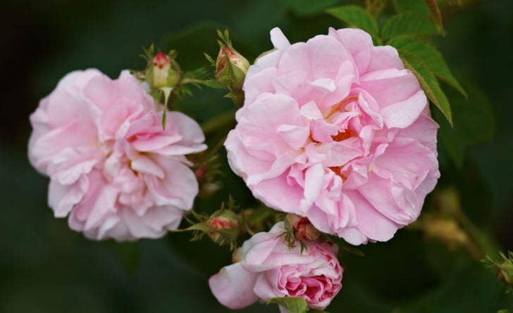Jungfrurosen ’Celestial’ passar sällsynt bra i en romantisk trädgård med sin vackra form och ljusrosa färg. Blommar från slutet av juni till slutet av juli. Kan bli närmare två meter hög i södra Sverige och är härdig långt upp efter norrlandskusten.