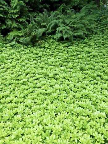 Större ytor med marktäckare kan bli oerhört smakfullt och lätt att underhålla när de väl etablerat sig. Till exempel skuggröna, Pachysandra terminalis, täcker nästan helt marken och håller undan ogräset. Välj gärna sorten ’Green Carpet’ som blir tätare än arten. Bild från Norrvikens trädgårdar utanför Båstad.