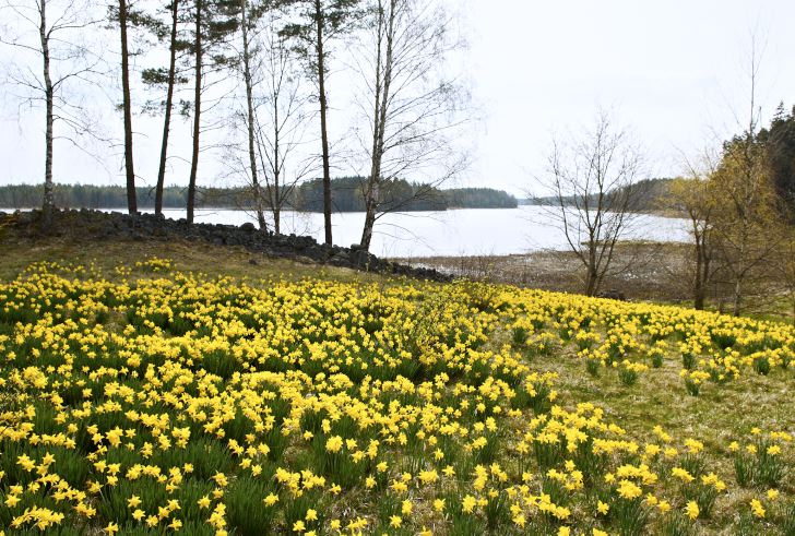 På ängen närmast stranden av sjön Rånen planterade Klaas och Bodil några hundra påskliljor 