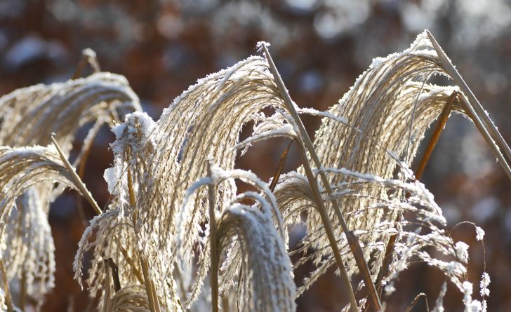 Glansmiskantus, Miscanthus sinensis, i olika sorter är suveräna för att skapa sagoliknande miljöer i trädgården på vintern. Med ett lager av tunn snö eller rimfrost i de yviga plymerna är de helt oemotståndliga. Blir ca 180 cm höga, vill växa i sol–halvskugga. Tål inte stående vinterfukt, räknas som halvhärdiga. På bilden sorten ’Malepartus’.
