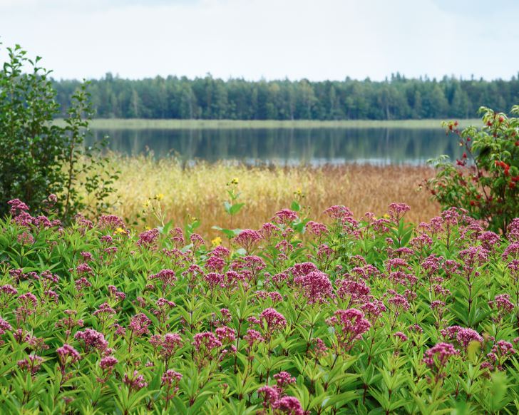 Fläckflockel, Eupatorium maculatum, med sjön Rånen i bakgrunden, kan bli upp till 2 meter hög. Passar utmärkt där man vill skapa en grön miljö snabbt eller inte har tid för skötsel. Härdig en bit upp i Norrland men kräver dränering på vintern.