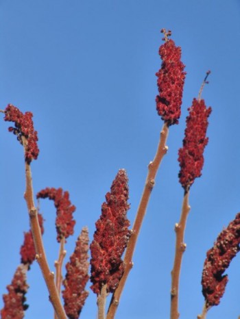 Rönnsumakens, Rhus typhina, kraftiga fruktkolvar håller färgen under hela vintern och är så här fräscha fortfarande i slutet av mars. Vill växa i sol och är härdig till zon 3.