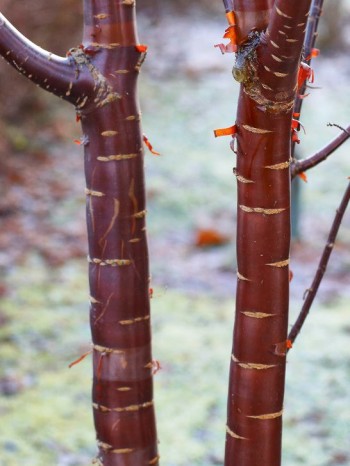 Glanskörsbär, Prunus serrula, har en attraktiv spegelblank mahognyröd bark som kommer väl till sin rätt under vintern. Den trivs i sol–halvskugga och är härdig till zon 3, möjligen 4 i gynnsamma lägen.