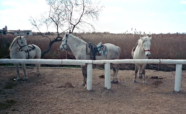 Vita hästar i väntan på ryttare, Camargue