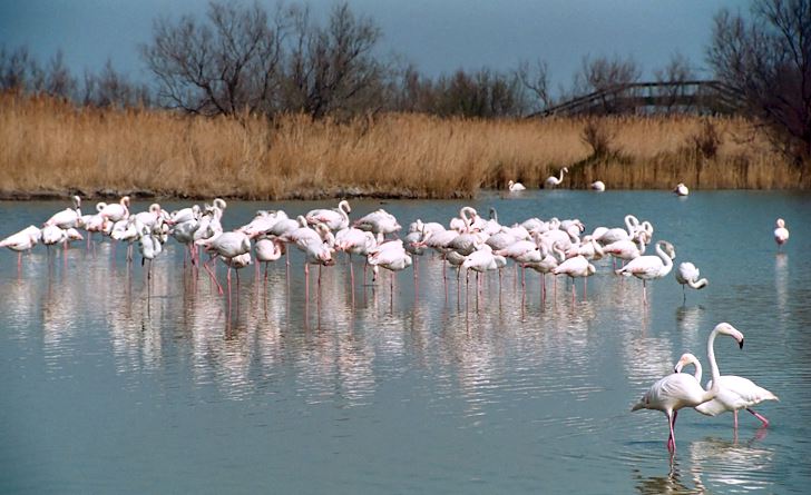 Rosa flamingo i Camargue