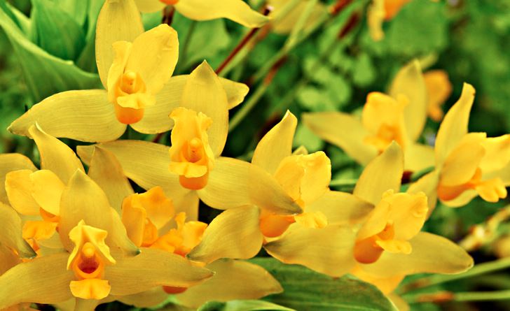 Ett exempel på en vild art från Centralamerika som hjälpligt kan odlas i rumsmiljö om man är skicklig är gul lykaste, Lycaste aromatica. Behöver mycket ljus men inte gärna direkt sol. Doftar kanel.