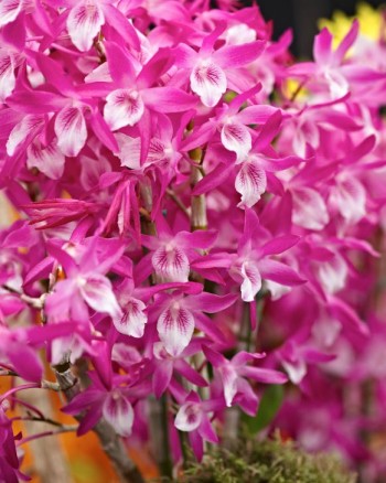 Dendrobium Rainbow Dance 'Akazukinchan' är en modern orkidéhybrid avsedd för hemmiljö som under bra förhållanden blommar i stora klasar. Framtagen i Japan.
