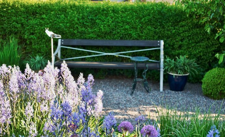 Hemma hos Agneta Sjöstedt i Sollentuna ser man från soffan ut över perennrabatten där mörk stjärnhyacint 'Caerulea och purpurlök 'Purple Sensation' blommar. Trädgården är utformad av den svenske superkändisen Ulf Nordfjell.