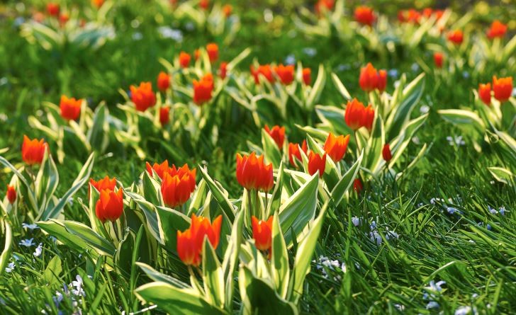 En slående skönhet som dessutom visat sig klara av livet i en gräsmatta är anemontulpan, Tulipa praestans. Den blommar varmt röd, är tidig, låg och överlever flera år i Mellansverige. Desssutom har sorten 'Unicum' smakfullt variegerat bladverk.