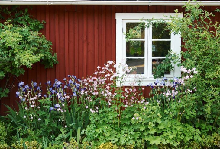 Att påstå att vackra aklejor och iris vid en röd stuga är hemtrevligt är en underdrift. Bild från Kenneth Hallbergs och Claes Johanssons månghundraåriga hus i norra Skåne.