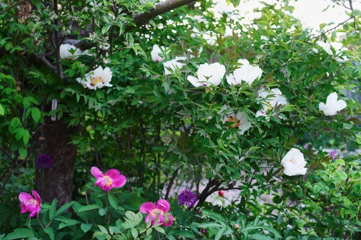 Buskpioner i full blom nästan klättrar upp i ett av äppelträden. De växer långsamt och har kort blomningstid, men är å den andra sidan vackra både i bladutspring, bladverk och frökapslar. Dessutom är de tåliga och härdiga till i alla fall zon 4.