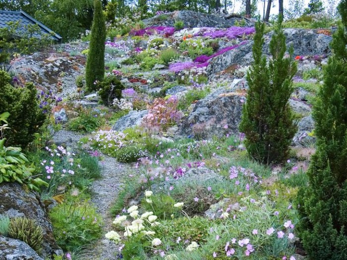 De pelarformade barrväxterna skapar intresse på höjden och blir en effektfull kontrast mot de lågväxta blommande kuddarna på berget.