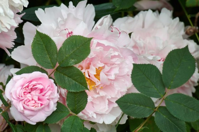 Rosa: luktpion, Paeonia lactiflora