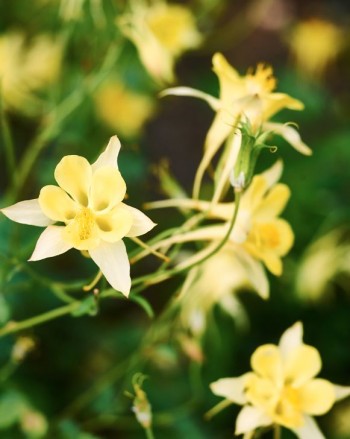Gult: guldakleja, Aquilegia chrysantha, 'Yellow Queen'