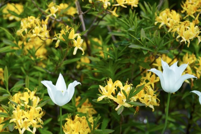 Upp i guldazalean sticker vita liljetulpaner upp.