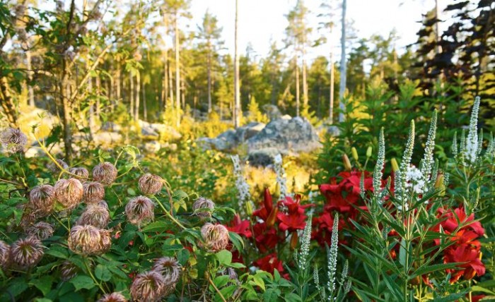 De röda färgstarka liljorna fick en annan färg än Maud egentligen ville. Tillsammans med vit kransveronika, Veronicastrum virginicum, och utblommad klematis skapas en vacker komposition i trädgårdens utkant.