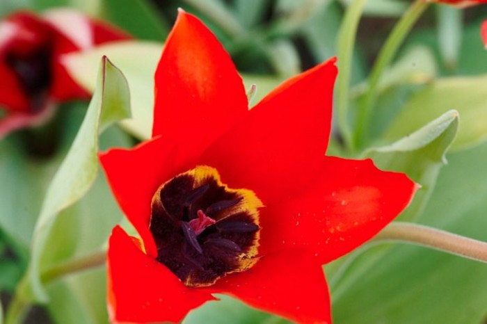 Eldtulpan, Tulipa fosteriana