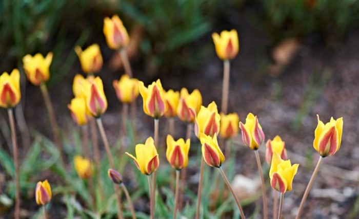 Tulipa iliensis