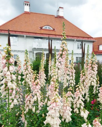 Framför Trädgårdens hus vid Rosträdgården ståtar fingerborgsblommorna med sina spiror strävande mot himlavalvet.