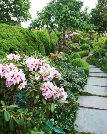 Längs det smala området mellan hus och och gräns har Nils-Olof lagt en gång, omgiven av bland annat rododendron. Den som blommar i läckert rosa till vänster bär namnet 'Humboldt'.