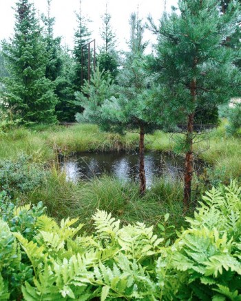 Även myrlandskapets lilla göl återfinns i stiliserad form i Skogens trädgård. I förgrunden pärlbräken, Onoclea sensibilis. Att vattnet även kommer ner från himlen passar bara in i bilden.