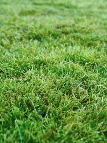 Visst finns det fördelar med mossa i gräsmattan, inte minst gröna vintrar. Se så grönt och fint det är en januaridag i Mälardalen.