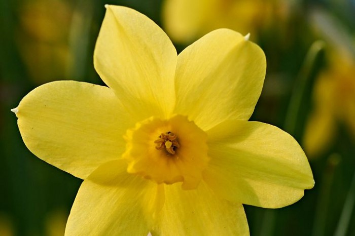 Jonkvill, Narcissus jonquilla