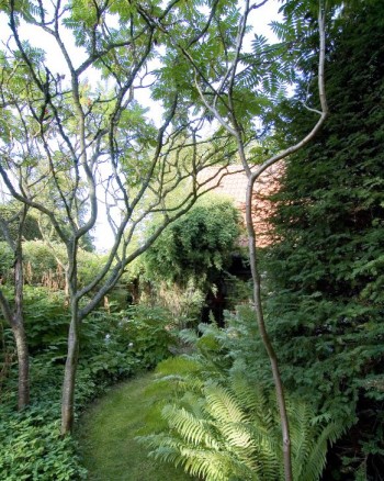 Inte bara stora träd kan användas för att bilda tak. Några uppstammade rönnsumaker, Rhus typhina, bildar ett glest exotiskt tak över gräsgången och de marktäckande växterna hemma i trädgården hos hus- och trädgårdsarkitekten Per Friberg i Bjärred, Skåne.