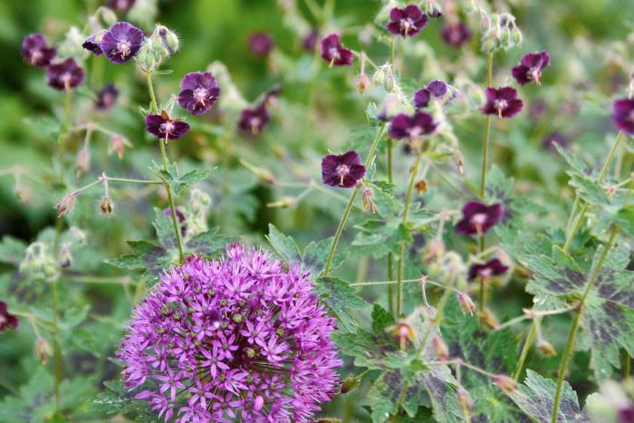 Brunnäva, Geranium phaeum, får läckert brunmönstrade blad och mörkt purpurfärgade små blommor som genom sin annorlunda färg ger ett tufft intryck. Hör till de mer högväxta nävorna och kan bli 50–80 cm. Bildar här tillsammans med purpurlök Allium x hollandicum ’Purple Sensation’ en effektfullt färgmatchad kombination i början av juni för sol–halvskugga, men brunnävan kan odlas även i skugga.